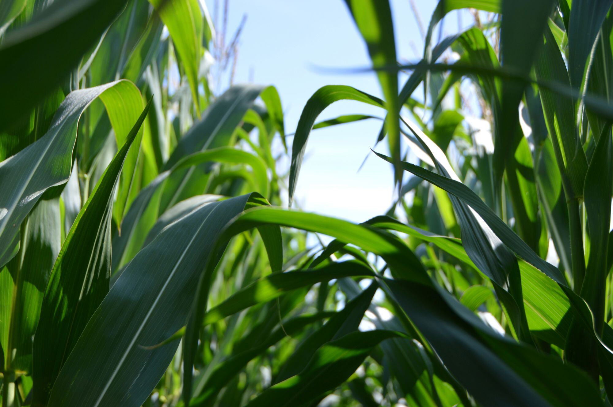 corn field